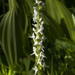 Bog Rein Orchid - Image 7 of 33
