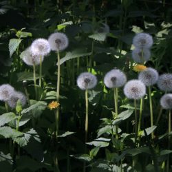 Dandelion seedheads - Image 9 of 33