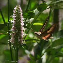 Hummingbird Moth & Horsemint - Image 12 of 33