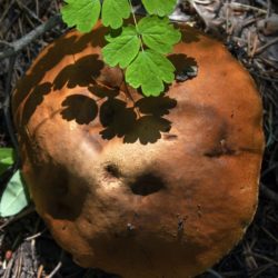Puffball Mushroom - Image 17 of 33