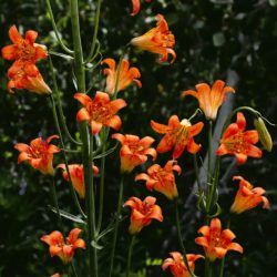 Tiger Lily - Image 22 of 33