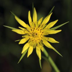 Yellow Salsify - Image 25 of 33