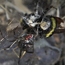 Black Widow Bumblebee Feast - Image 65 of 72