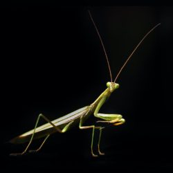Praying Mantis - Image 56 of 72