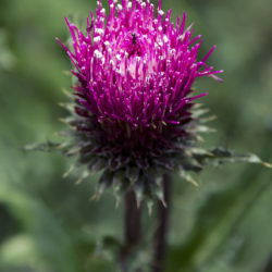 Anderson's Thistle - Image 1 of 33