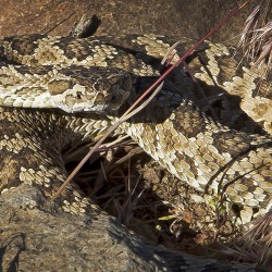 Great Basin Rattler - Image 9 of 72