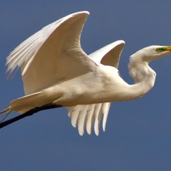 Great Egret - Image 10 of 72