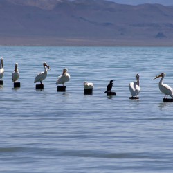 Pyramid Lake Pelicans - Image 17 of 72