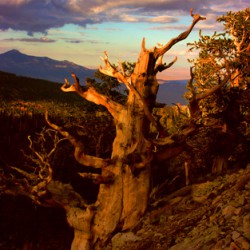 Bristlecone Great Basin National Park - Image 37 of 72