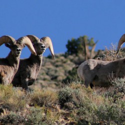 Big Horn Sheep - Image 24 of 72