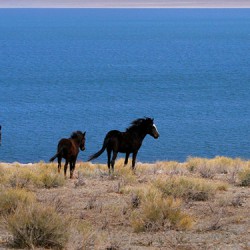 Wild Horses Walker Lake - Image 21 of 72