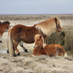 Icelandic Horses - Image 2 of 8