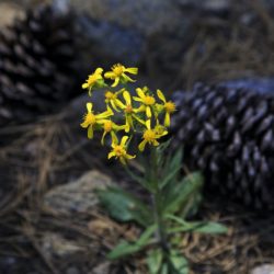 Arrowleaf Groundsel - Image 6 of 33