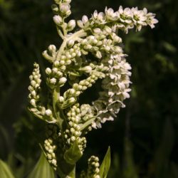 Corn Lily - Image 8 of 33