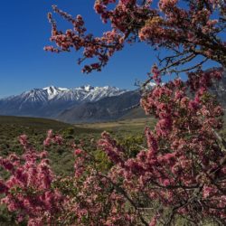 Desert Peach - Image 10 of 33