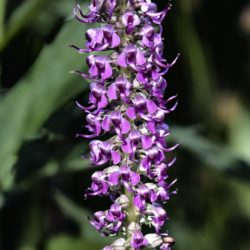 Elephant Head - Image 11 of 33