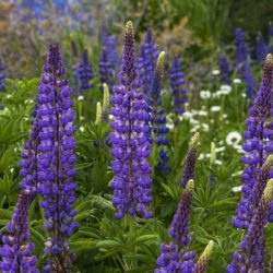Lupine - Image 13 of 33