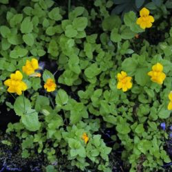 Monkey Flower - Image 30 of 33