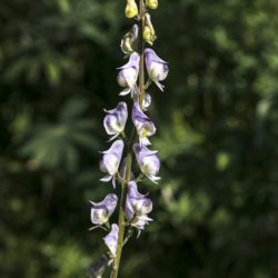 Monk's Hood - Image 14 of 33