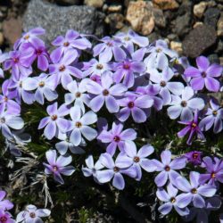 Mountain Phlox - Image 15 of 33
