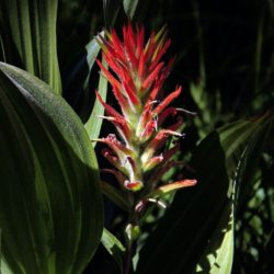 Paintbrush - Image 16 of 33