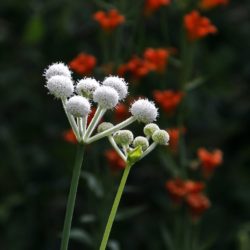 Rangers Buttons - Image 18 of 33