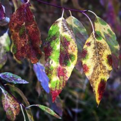 Red Twig Dogwood - Image 27 of 33