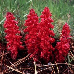 Snowplant - Image 19 of 33