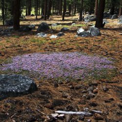 Squaw Carpet - Image 20 of 33