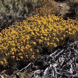 Sulphur Buckwheat - Image 29 of 33