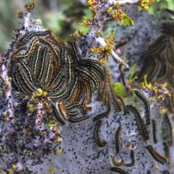 Tent Caterpillars - Image 21 of 33
