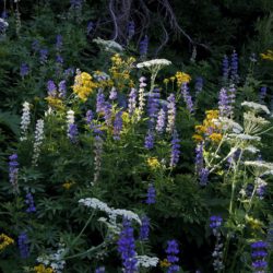 Wildflower Arrangement - Image 23 of 33