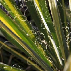 Yucca - Image 26 of 33