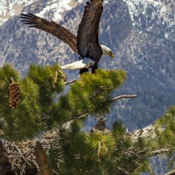 Bald Eagle & Eaglet - Image 46 of 72