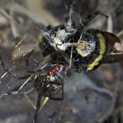 Black Widow Bumblebee Feast - Image 64 of 72