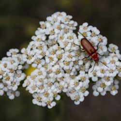 Common White Yarrow - Image 31 of 33
