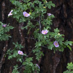 Woods Rose - Image 32 of 33