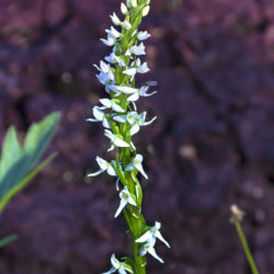Bog Rein Orchid - Image 2 of 33