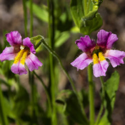 Lewis's Monkeyflower - Image 3 of 33