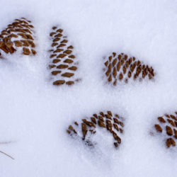 Pinecones - Image 5 of 44