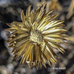 Arrowleaf Balsamroot in Fall - Image 1 of 35