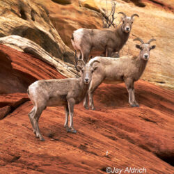 Big Horn Sheep2 - Image 2 of 20