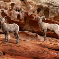 Bighorn Sheep1 - Image 1 of 20