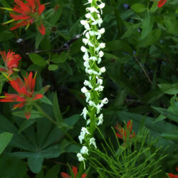 Bog Rein Orchid & Paintbrush - Image 3 of 35