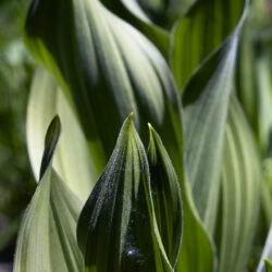 Corn Lily - Image 35 of 35