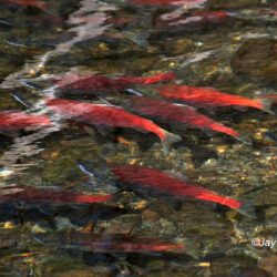 Kokanee Run - Image 24 of 44